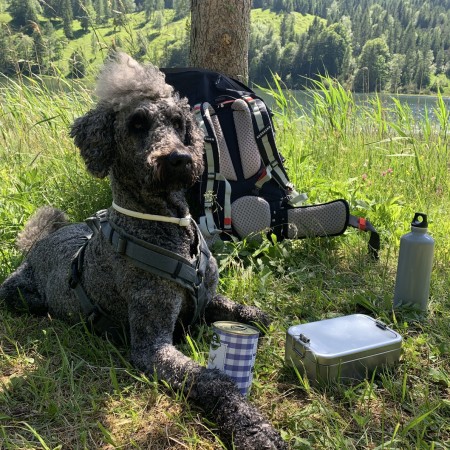 Tiernahrung aus der Dose